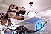 Museum of Natural History - Fossil Halls
