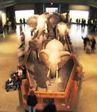Museum of Natural History - Hall of African Mammals
